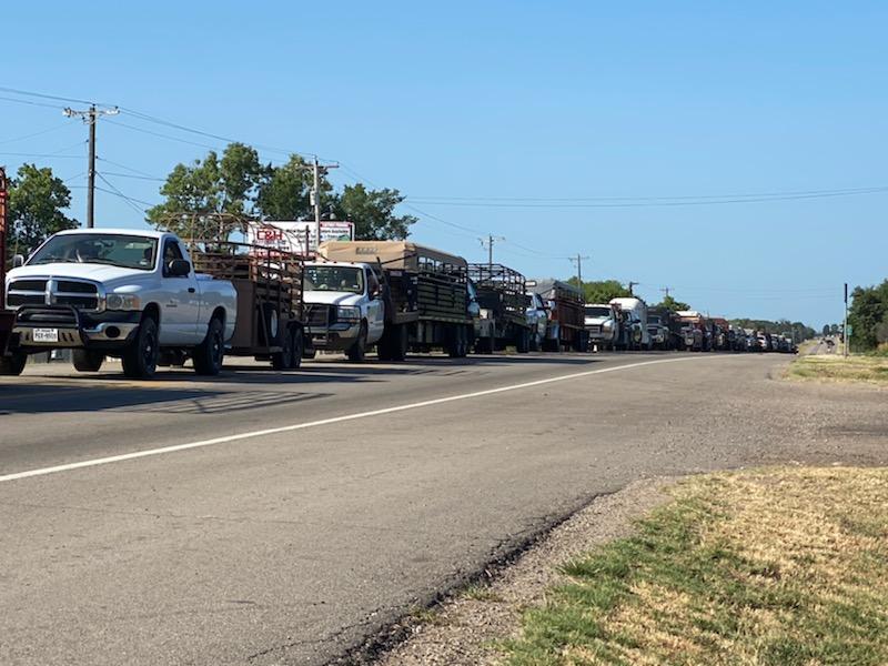 MileLong Lines at Texas Livestock Auction Drought Persists as Feed
